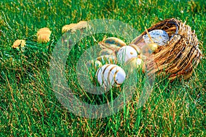 Easter eggs white background. Golden egg with yellow spring flowers in celebration basket on green grass. Festive decoration.