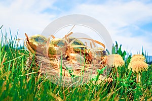 Easter eggs white background. Golden egg with yellow spring flowers in celebration basket on green grass. Festive decoration.