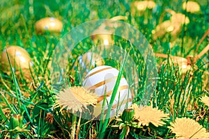 Easter eggs white background. Golden egg with yellow spring flowers in celebration basket on green grass. Festive decoration.