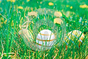 Easter eggs white background. Golden egg with yellow spring flowers in celebration basket on green grass. Festive decoration.