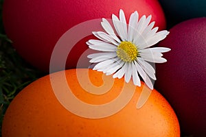 Easter eggs and white flower