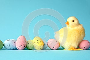 Easter eggs and yellow chick on a blue background. The minimal concept.