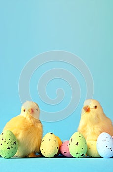 Easter eggs and yellow chick on a blue background. The minimal concept.