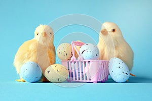 Easter eggs and yellow chick on a blue background. The minimal concept