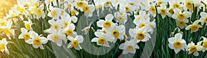 Easter floral flowers background panorama long - Beautiful blooming yellow daffodils Narcissus pseudonarcissus, spring meadow