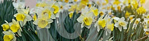 Easter floral flowers background panorama long - Beautiful blooming yellow daffodils Narcissus pseudonarcissus, spring meadow