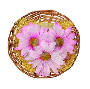 easter flowers in basket isolated, hot pink chamomiles