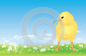 Easter free range chick on the spring meadow