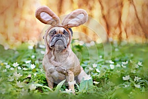 Easter French Bulldog dog with rabbit costume ears