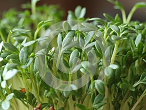 Easter fresh green herbs, cress