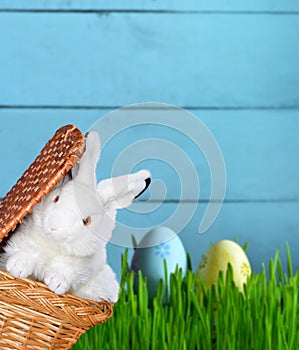 Easter funny bunny on green grass with easter eggs. Easter background. photo
