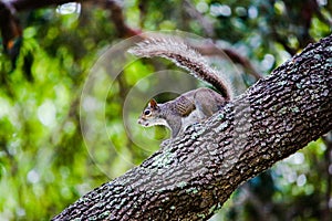 Easter Gray Squirrel sitting on a tree