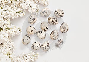 Easter greeting card.Hello spring. Spring season, copy space.Quail eggs and branches of white lilac on white background