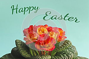 Easter greeting card with text and a blooming primrose