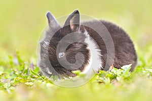 Easter greetings - Easter bunny rabbit sitting in green grass