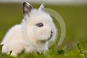 Easter greetings - Easter bunny rabbit sitting in green grass