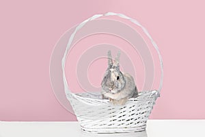 Easter grey rabbit in a basket on pink background.