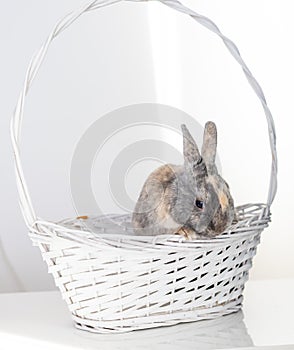 Easter grey rabbit in a basket on white background.