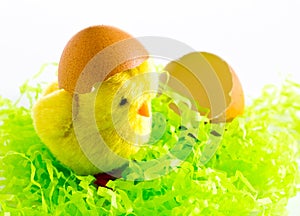 Easter - Happy Easter yellow chick with egg shell on white background