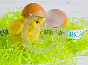 Easter - Happy Easter yellow chick with egg shell on white wood background