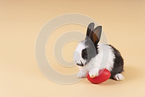 Easter holiday and baby bunny concept. Newborn black and white rabbit sitting with red paint easter eggs over isolated pastel