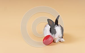 Easter holiday and baby bunny concept. Newborn black and white rabbit sitting with red paint easter eggs over isolated pastel