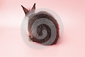 Easter holiday bunny animal concept. Back of black and white furry rabbit sitting over isolated pink background. Cuddly fleecy