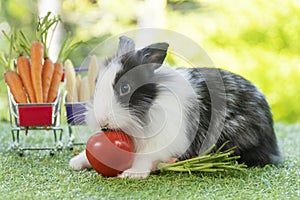 Easter holiday bunny animal and shop online concept. Adorable baby rabbit black, white with shopping basket cart have fresh carrot