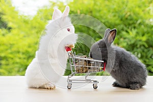 Easter holiday bunny animal and shop online concept.Two adorable baby rabbit white, black pushing together purple shopping basket