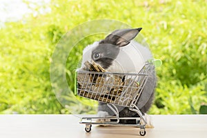 Easter holiday bunny animal and shopping online concept. Adorable baby rabbit black, white eating cookie carrot in red shopping