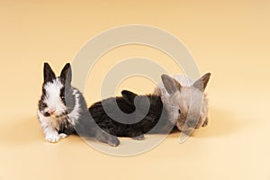 Easter holiday concept. Group of little newborn bunny rabbits lying together over isolated pastel background. Family lovely small