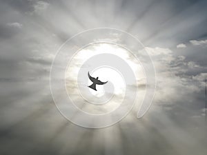 Easter holy spirit peace dove flying through open sky clouds with sun rays