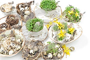 Easter home decoration quail eggs forsythia flowers