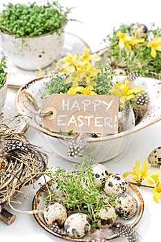 Easter home decoration quail eggs forsythia flowers still life