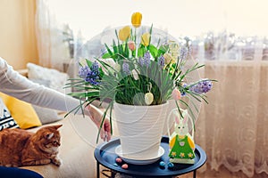 Easter home decoration. Woman puts eggs by spring blooming flowers in pot. Yellow hyacinths, tulips, muscari on table