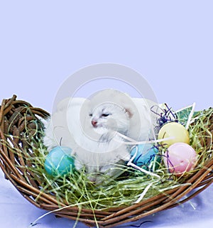 Easter Kittens