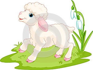 Pasqua agnello 