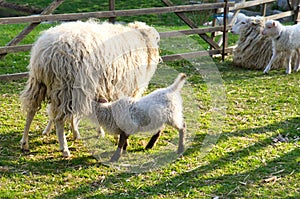 Easter lamb drinks with his mother in a green meadow. Baby farm animal on a farm