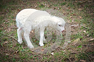 Easter lamb standing on a green meadow. White wool on a farm animal on a farm