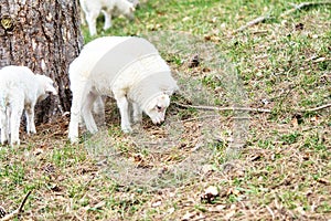 Easter lamb standing on a green meadow. White wool on a farm animal on a farm