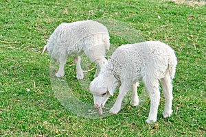 Easter lambs on a green meadow. White wool on a farm animal on a farm. Animal photo