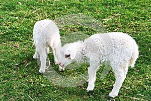 Easter lambs on a green meadow. White wool on a farm animal on a farm. Animal photo