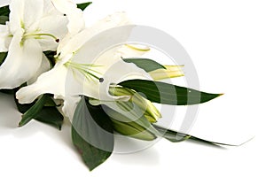 Easter lilies photo