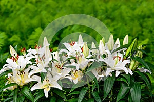 Easter Lilies and Ferns in a Lush Green Garden photo