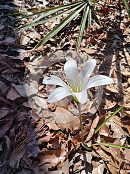 Easter Lilly