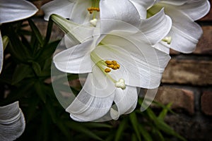 Easter Lilly