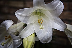 Easter Lilly