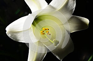 Easter Lilly