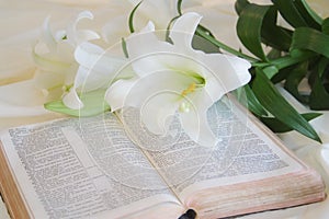 Lily laying on a antique bible on Easter morning