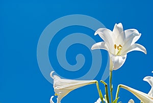 Easter lily